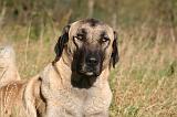 KANGAL 102